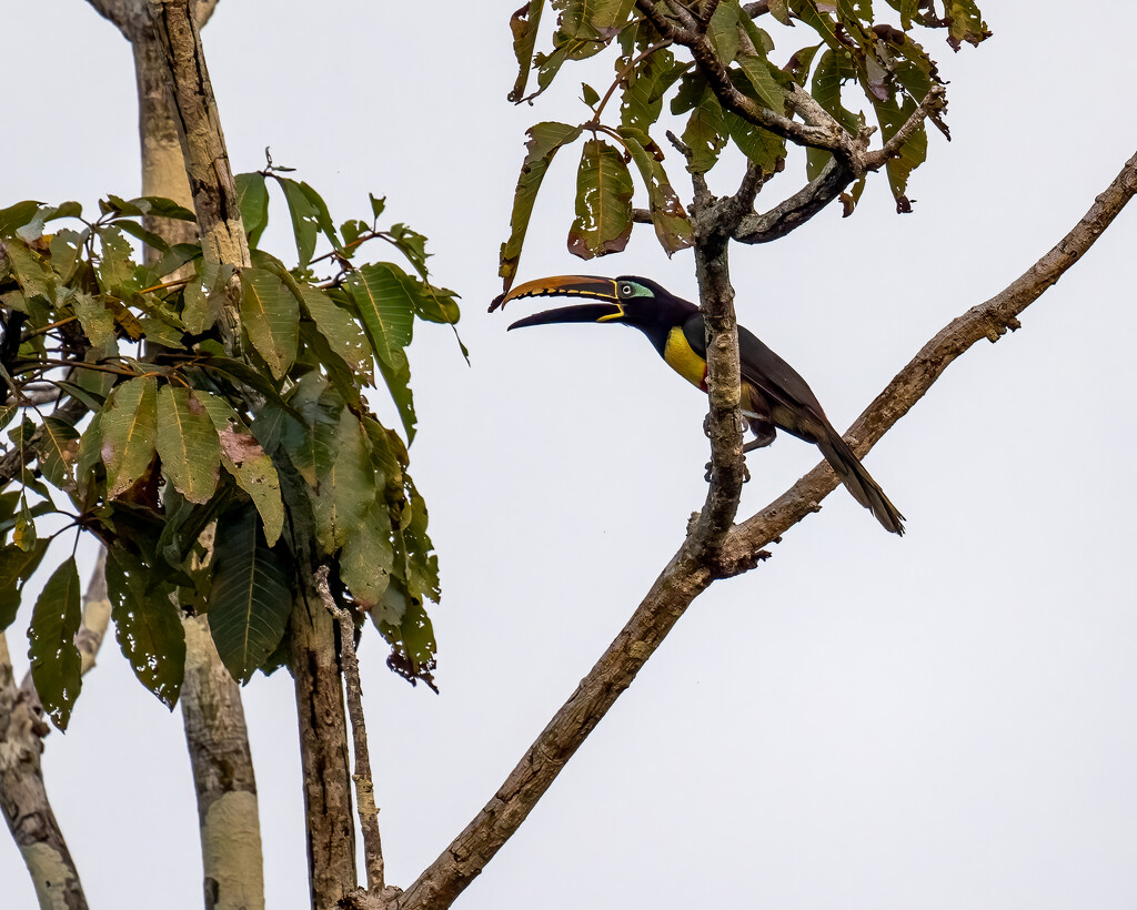 Chestnut-eared Aracari  by nicoleweg