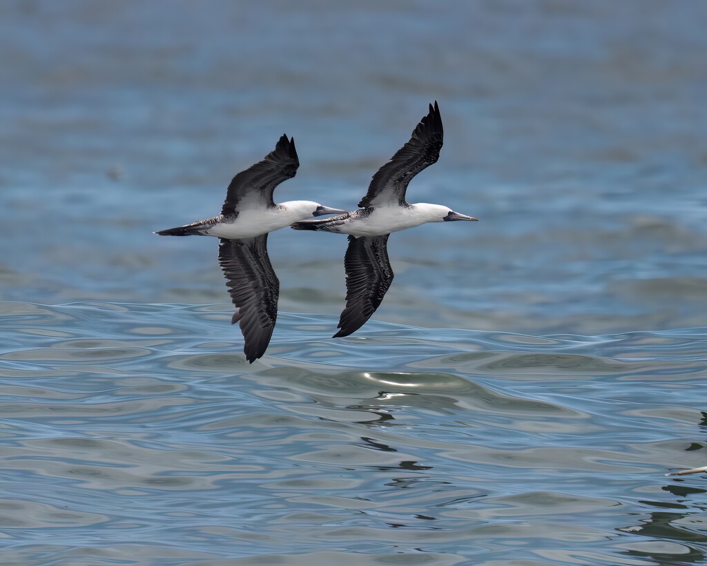 Peruvian Booby 11 by nicoleweg