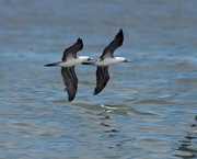 10th Jul 2024 - Peruvian Booby 11