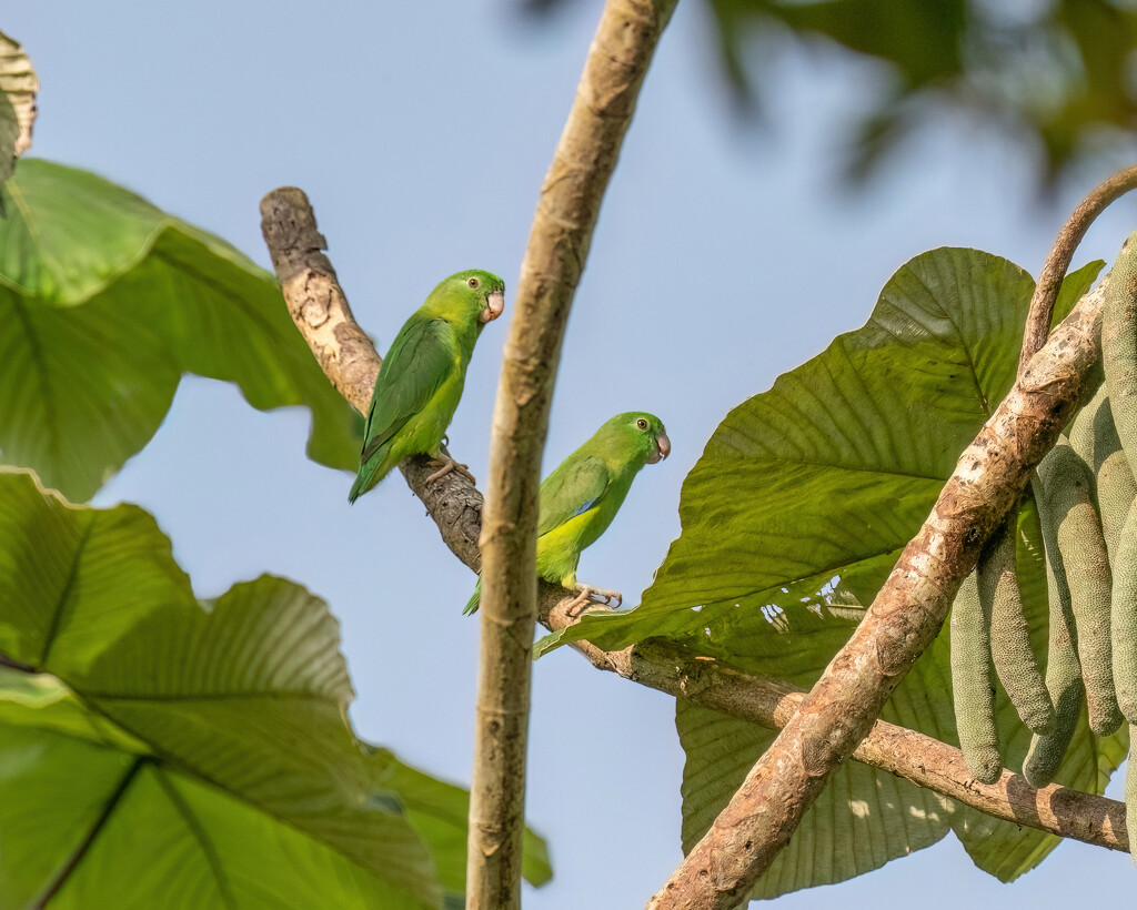 Dusky-billed Parrotlet by nicoleweg