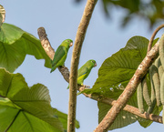 8th Jul 2024 - Dusky-billed Parrotlet