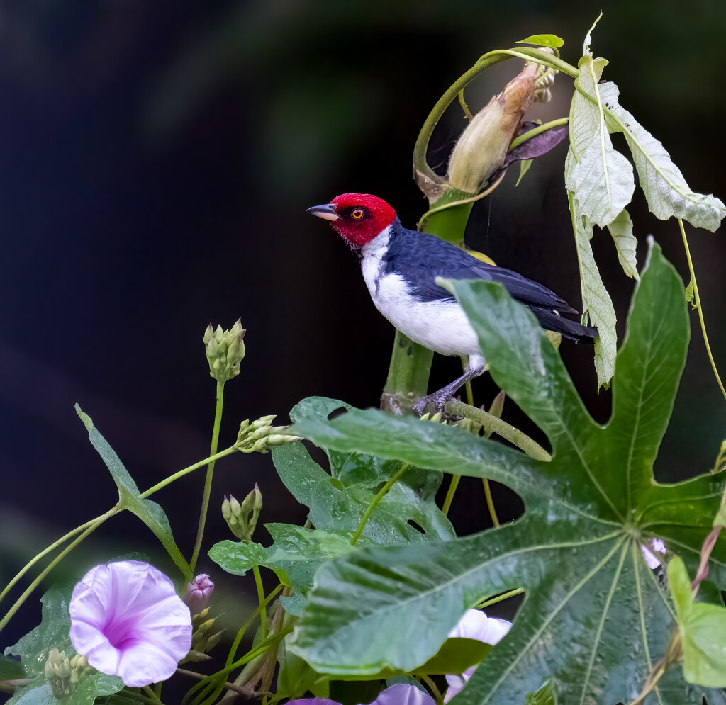 Red-capped Cardinal by nicoleweg