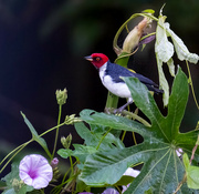 9th Jul 2024 - Red-capped Cardinal