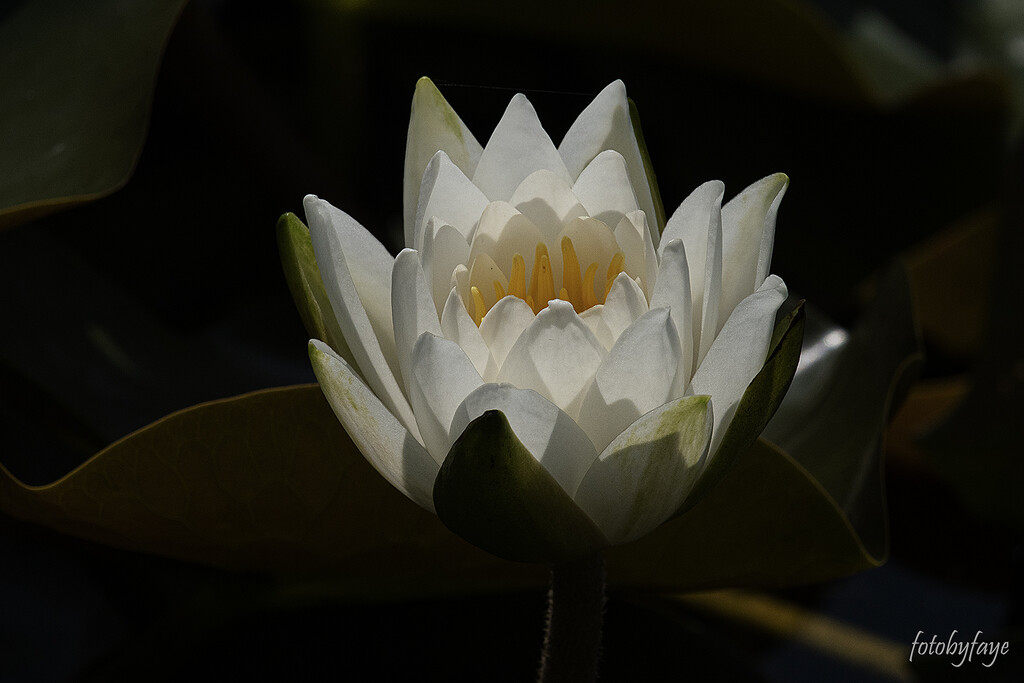 Water Lily by fayefaye