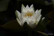 20th Jul 2024 - Water Lily