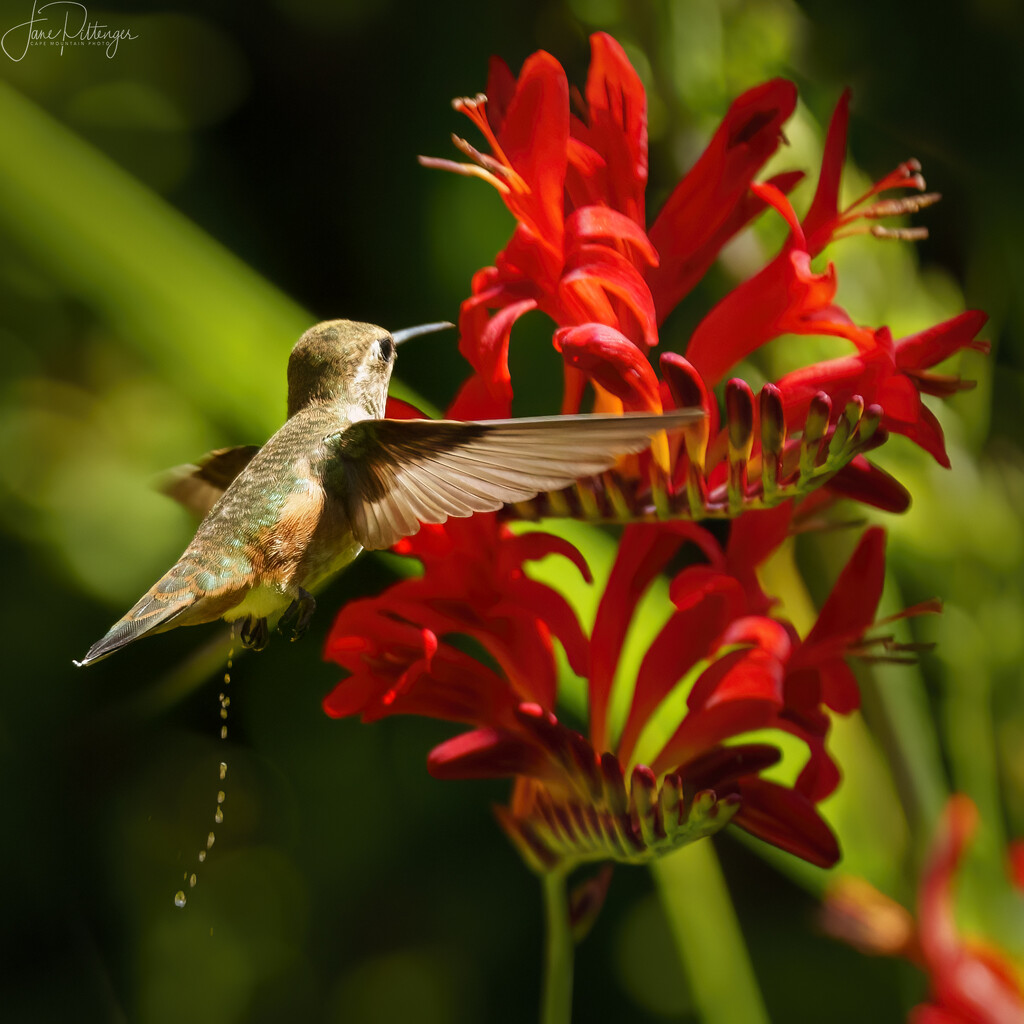 Peeing On Way to Lucifer by jgpittenger