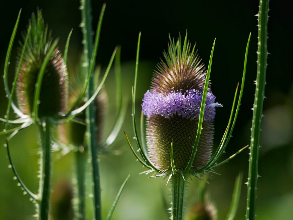 Teasel by ljmanning