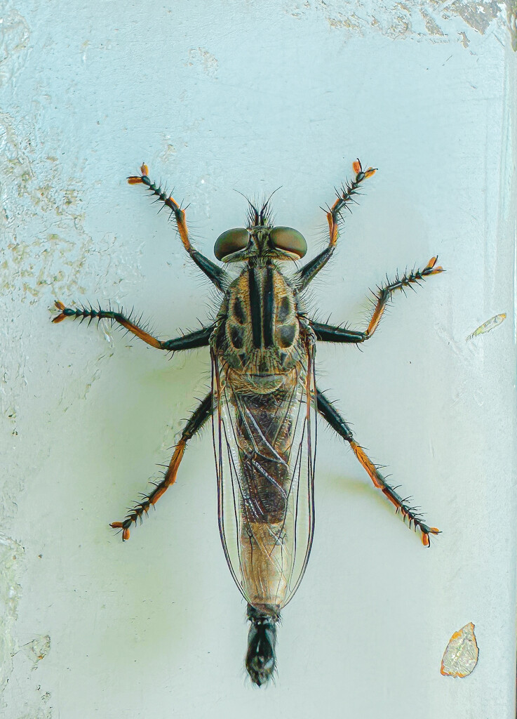 Robber Fly by jnewbio