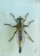 20th Jul 2024 - Robber Fly