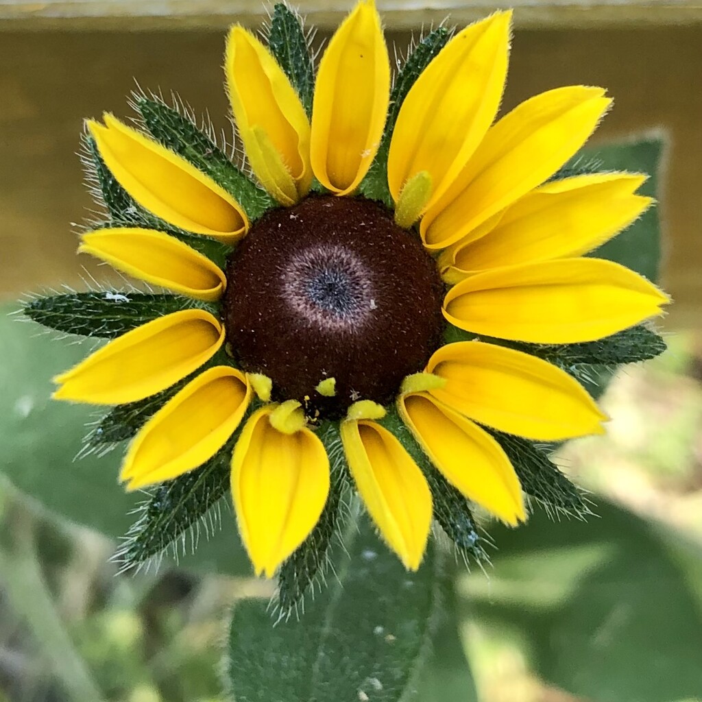 Rudbeckia by dailypix