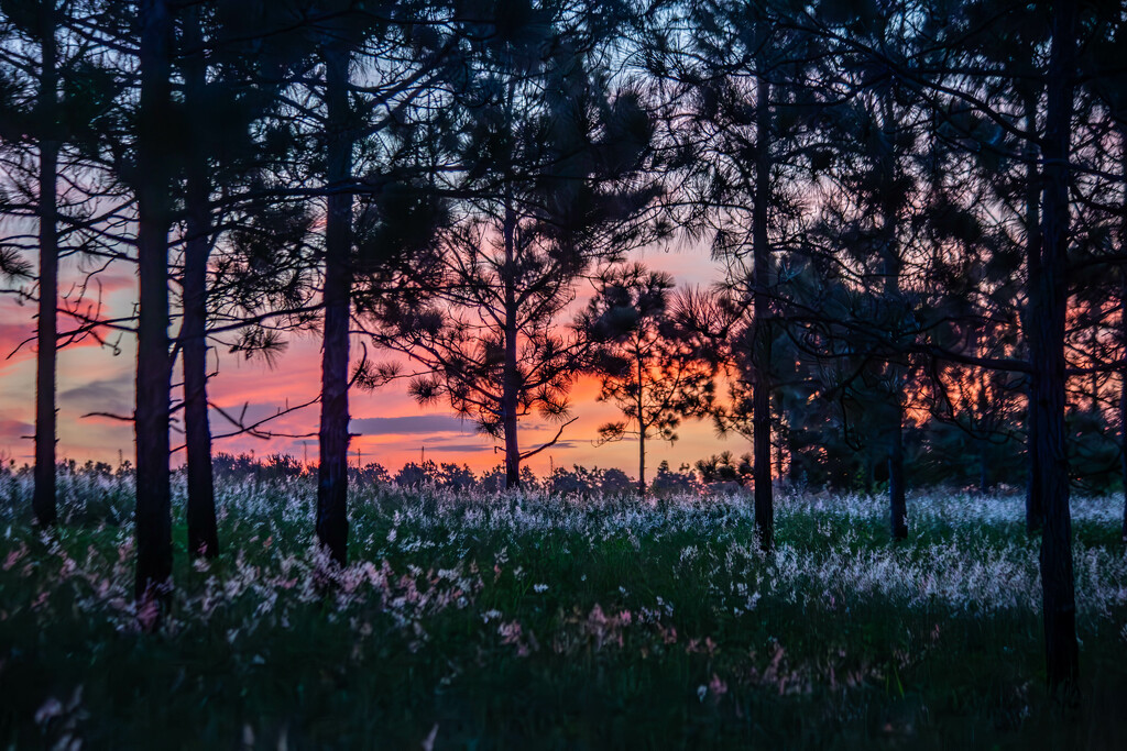 Lake Louisa State Park sunrise  by frodob