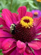 18th Jul 2024 - Bumble Bee 