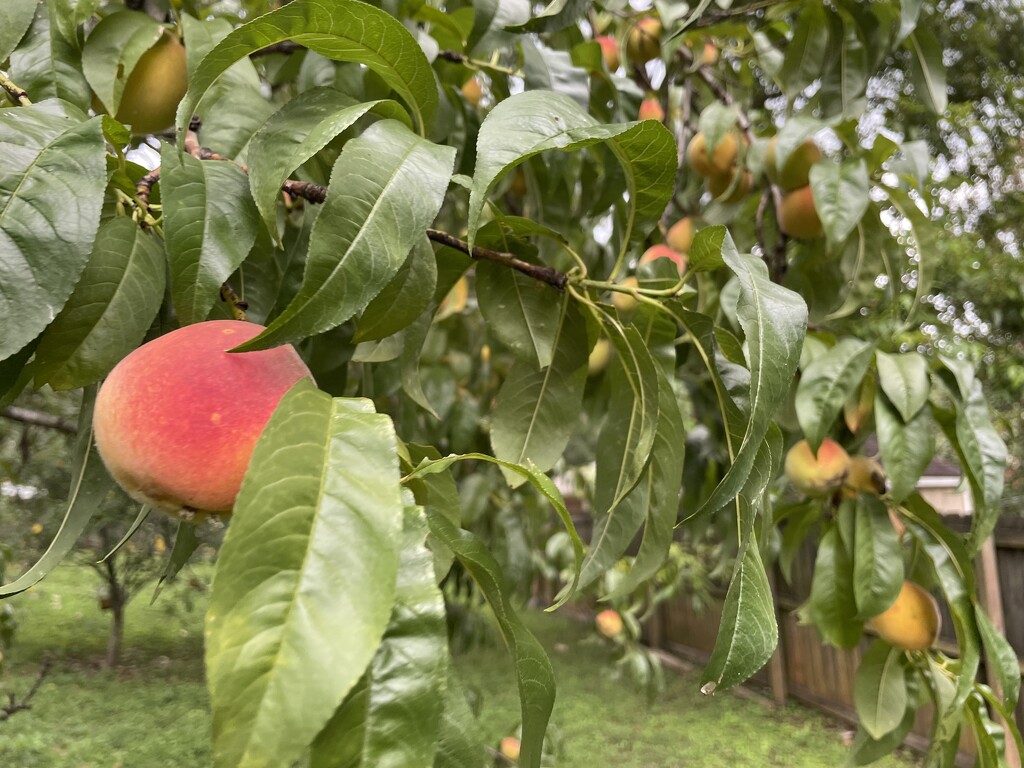 Georgia peaches by margonaut