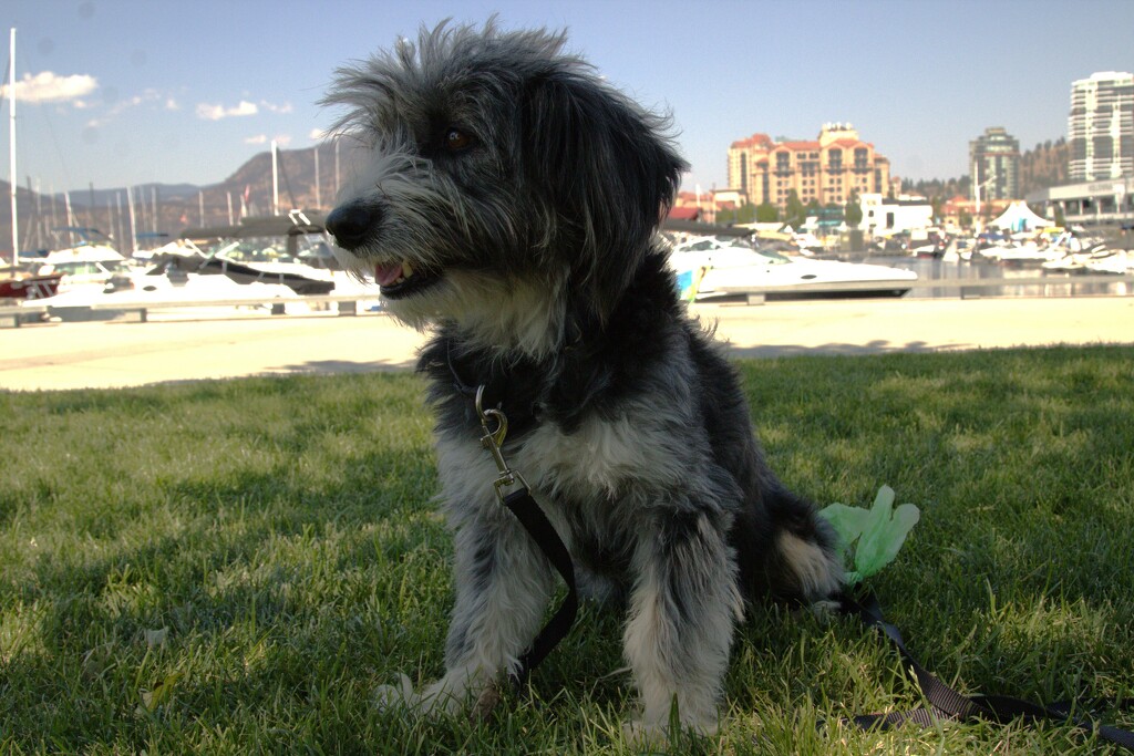 ON THE GRASS IN THE SHADE by jerzyfotos