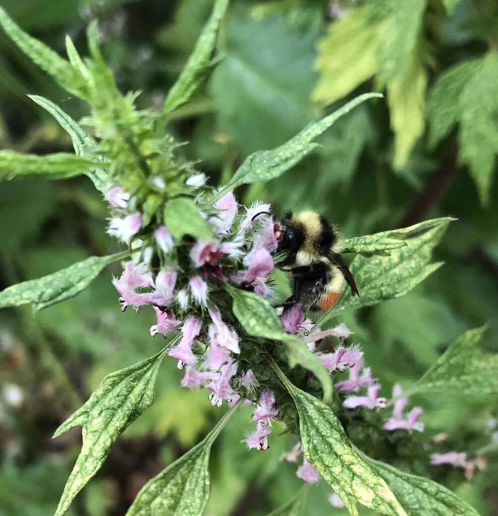 Lunch Time for the Bee by dailypix