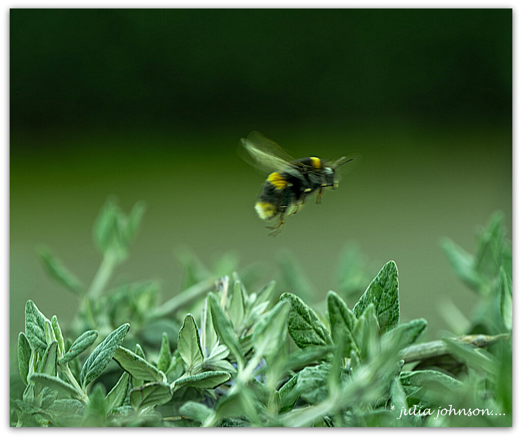 Bumble in Flight .. by julzmaioro