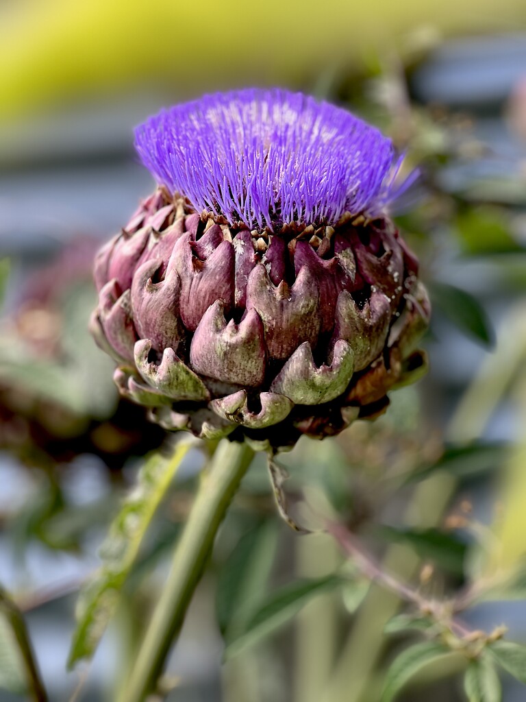 Cardoon  by rensala