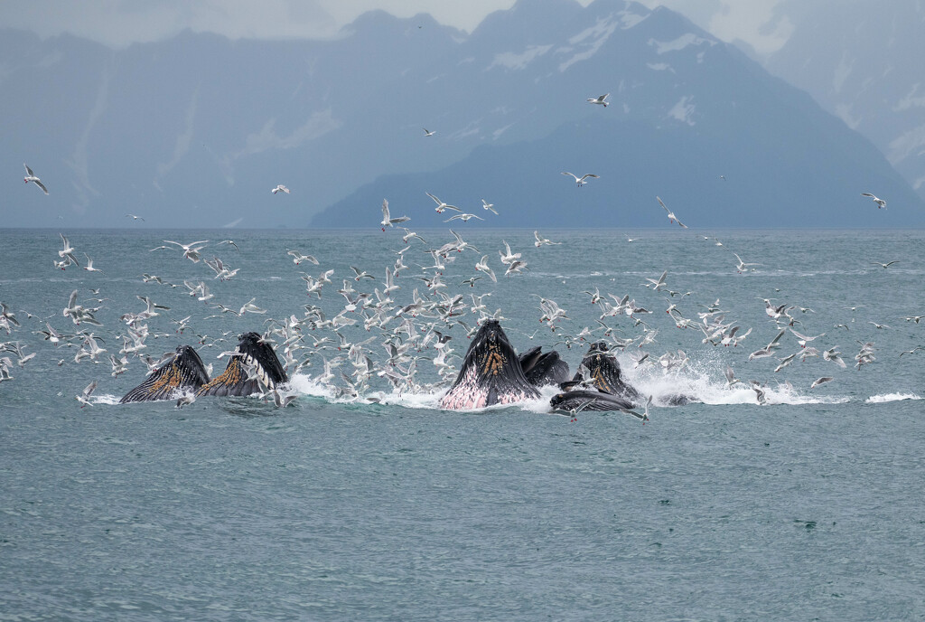 Humpback Whale feeding at Alaska by yaorenliu