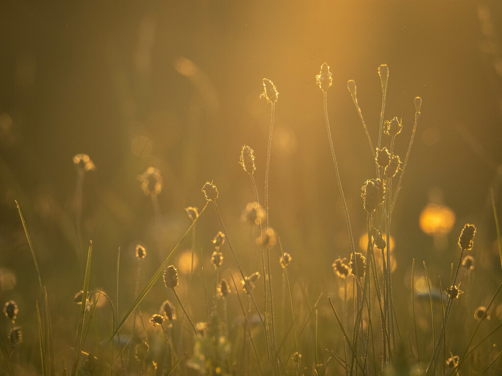 In the last rays of sunlight by haskar