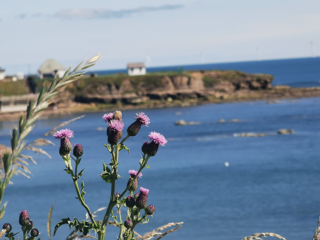 Cullercoates Bay  by plainjaneandnononsense