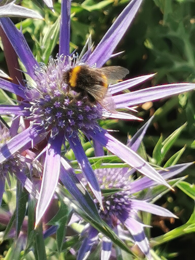 Even the bees love Whitley Bay  by plainjaneandnononsense