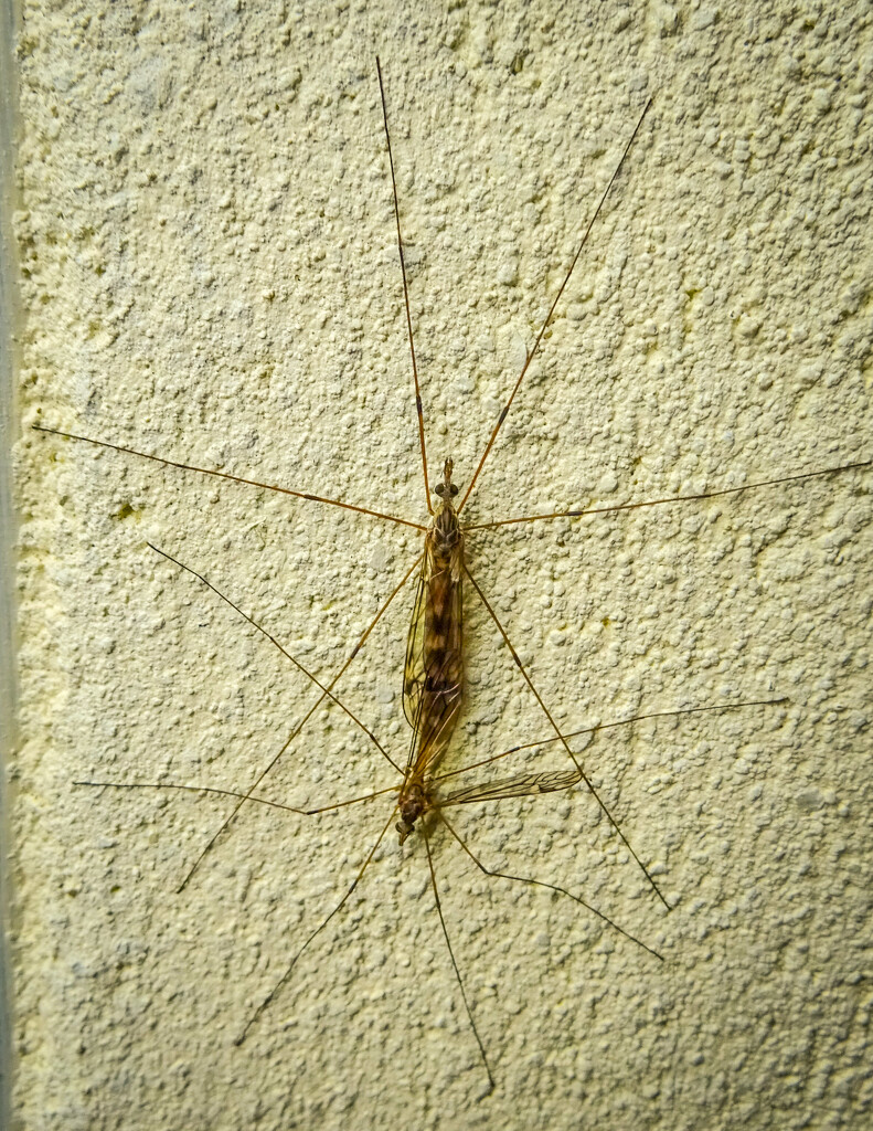 Crane Flies Mating Ritual by swillinbillyflynn