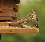 20th Jul 2024 - Dinner time at the feeder