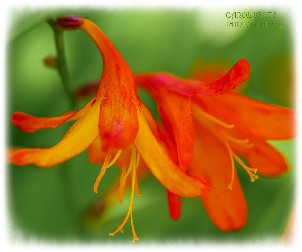 Montbretia by carolmw