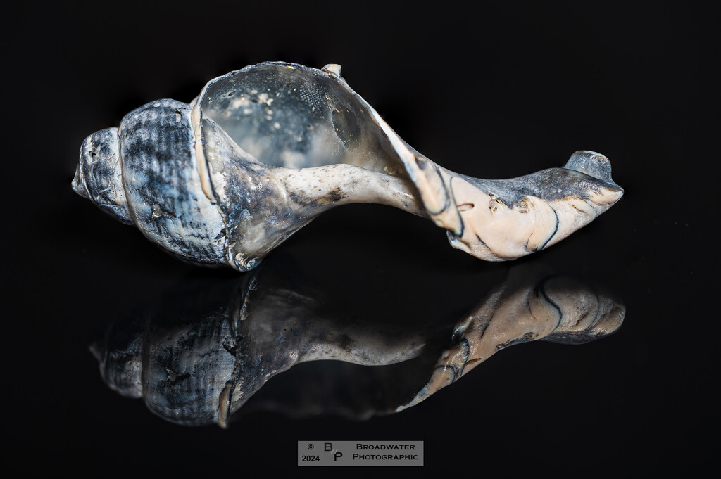 Still life shell by bobby5722