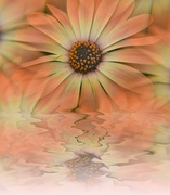 21st Jul 2024 - Osteospermum.......