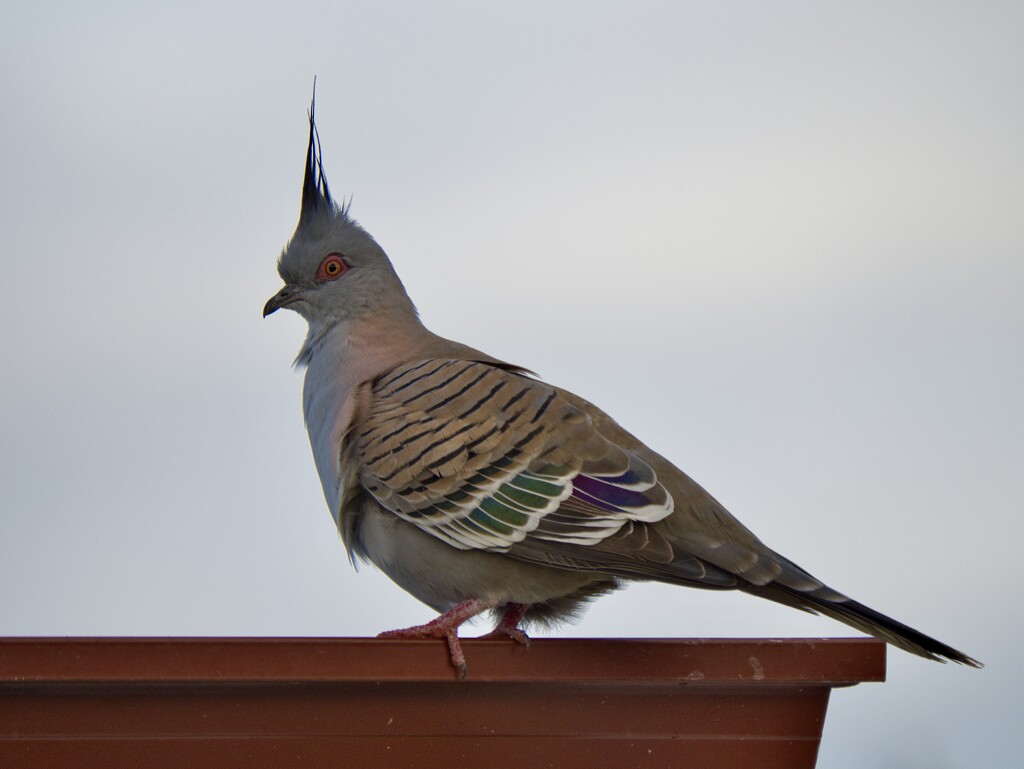 Crested Pigeon P7212530 by merrelyn