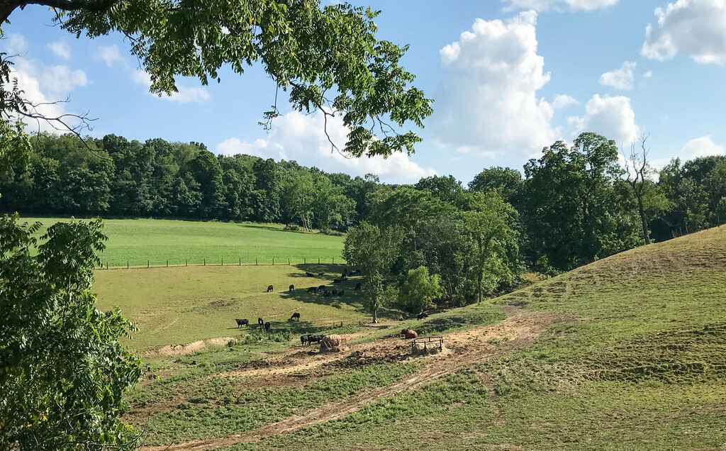 Scenic with cattle grazing by mittens