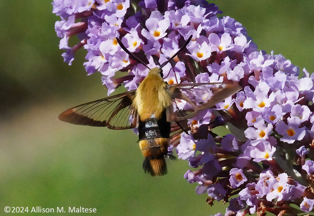 Hummingbird Moth by falcon11