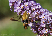 21st Jul 2024 - Hummingbird Moth