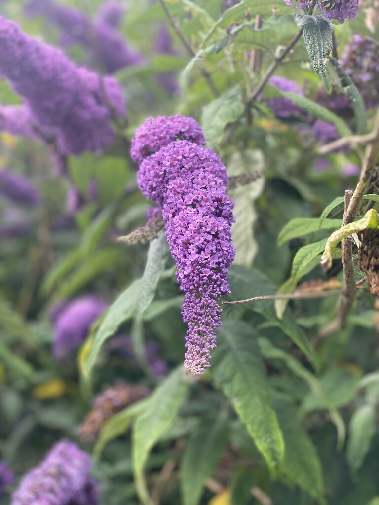 Buddleia by alison59