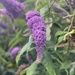 Buddleia by alison59