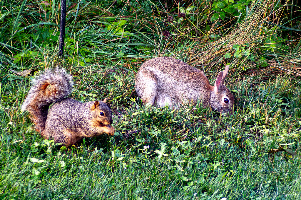 Friends Share a Meal by lifeisfullofpictures