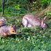 Friends Share a Meal