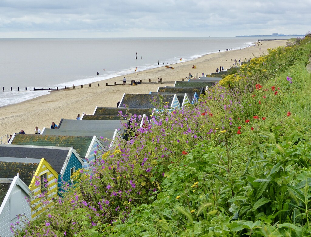 Wild Flowers, Beach Huts and The North Sea by susiemc