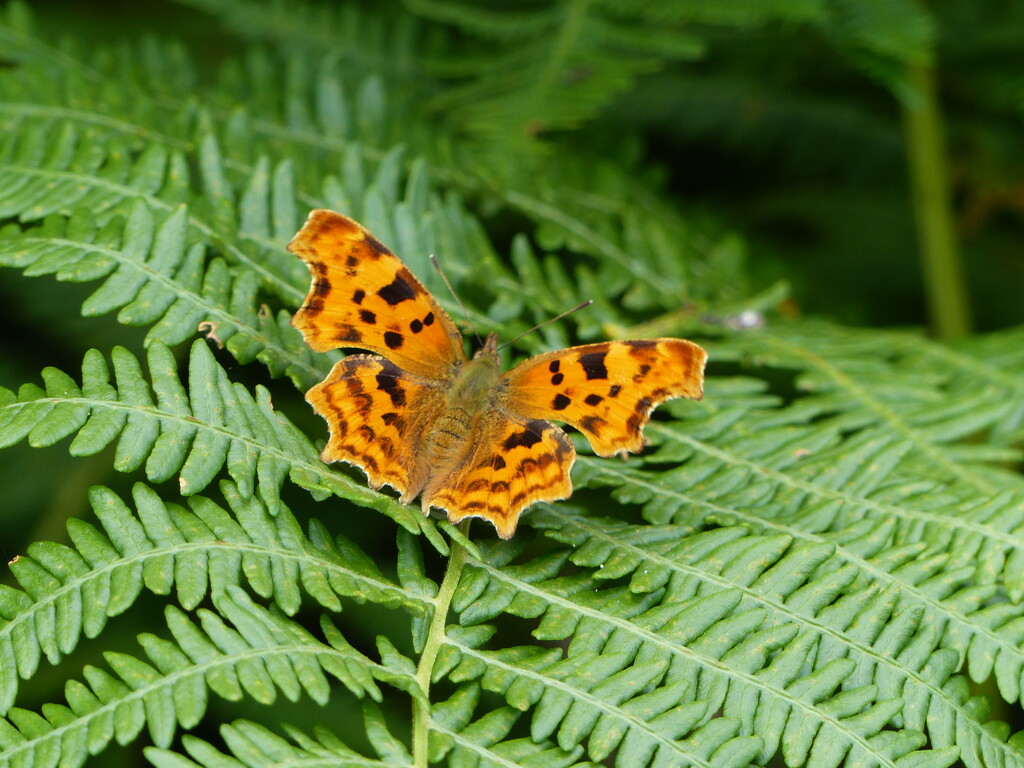 Comma by susiemc