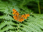 14th Jul 2024 - Comma