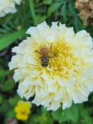 15th Jul 2024 - Bzzzz