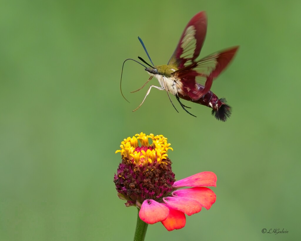 LHG_2320 Clearwing moth over zinnia by rontu