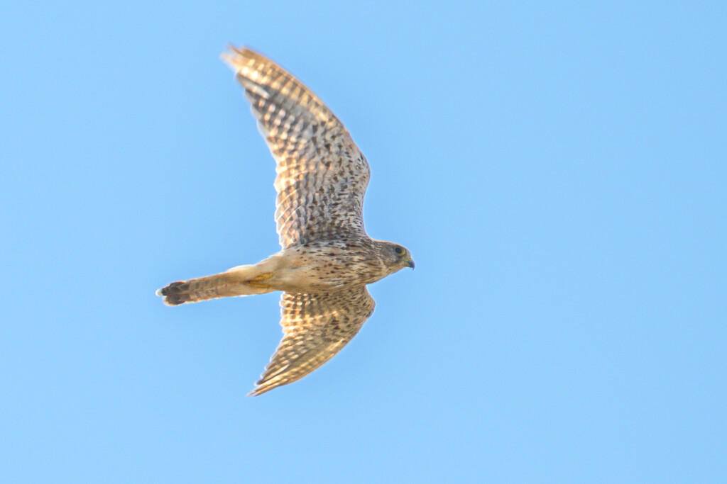 A Common Kestrel (Falco tinnunculus) by augusto