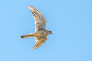 20th Jul 2024 - A Common Kestrel (Falco tinnunculus)