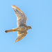 A Common Kestrel (Falco tinnunculus) by augusto