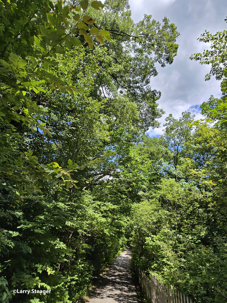 Tree tunnel by larrysphotos