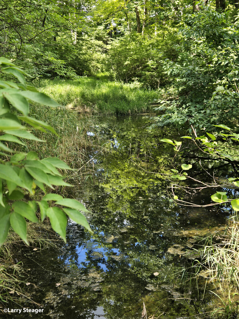 Small pond thriving with life by larrysphotos