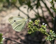 3rd Jul 2024 - Cabbage White