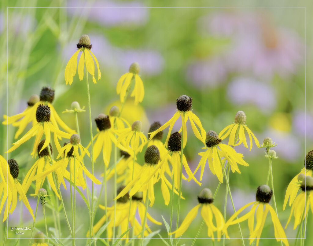 Prairie Coneflowers by bluemoon